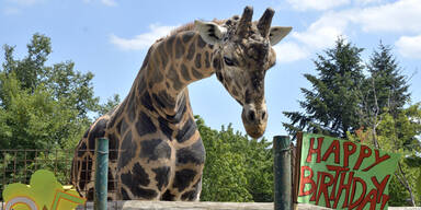&Auml;ltester Giraffenbulle Europas feiert im Zoo Sch&ouml;nbrunn Geburtstag