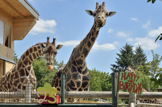 Ältester Giraffenbulle Europas feiert im Zoo Schönbrunn Geburtstag