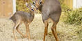 Antilopen-Nachwuchs im Tiergarten Schönbrunn