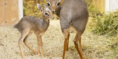 Antilopen-Nachwuchs im Tiergarten Schönbrunn