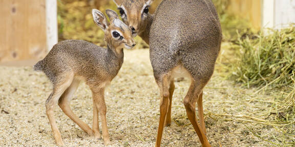 Antilopen-Nachwuchs im Tiergarten Schönbrunn
