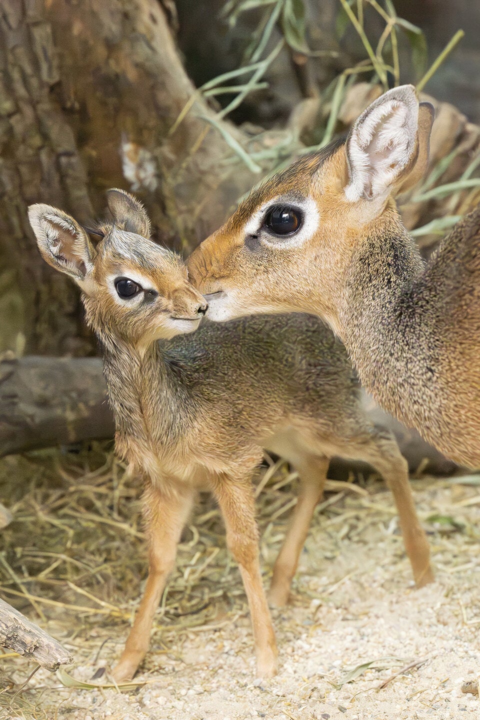 Ausgewachsen erreichen Kirk-Dikdiks gerade einmal die Größe eines Feldhasen. 