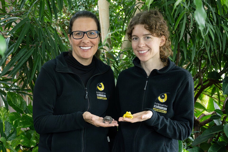 Aus diesem Grund verfärben sich Schönbrunn-Kröten