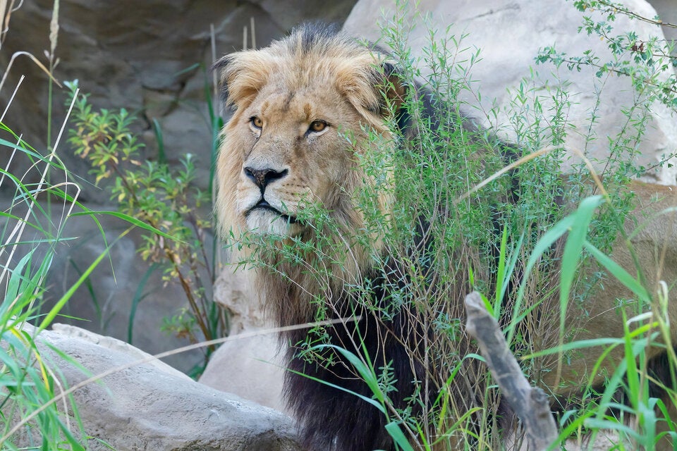 Schönbrunner Löwen dürfen jetzt noch höher hinaus