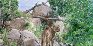 Sch&ouml;nbrunner L&ouml;wen d&uuml;rfen jetzt noch h&ouml;her hinaus