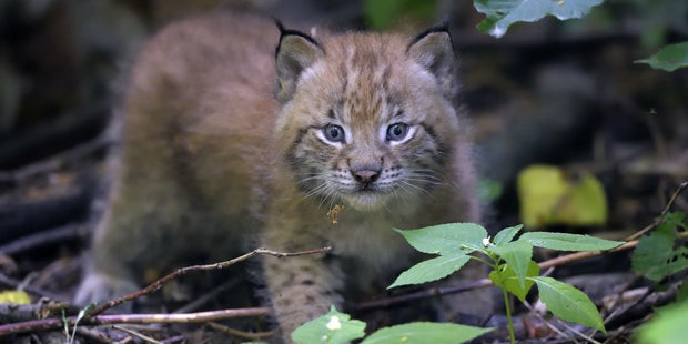 Luchs-Zwillinge Schönbrunn