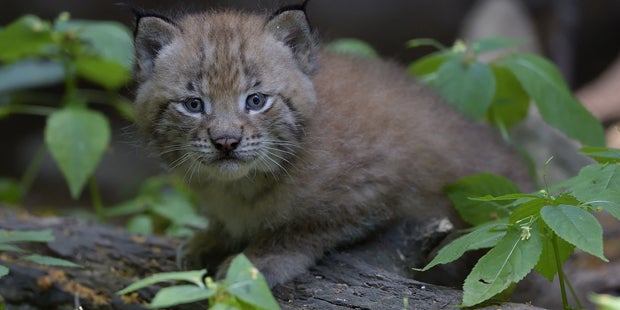 Luchs-Zwillinge Schönbrunn