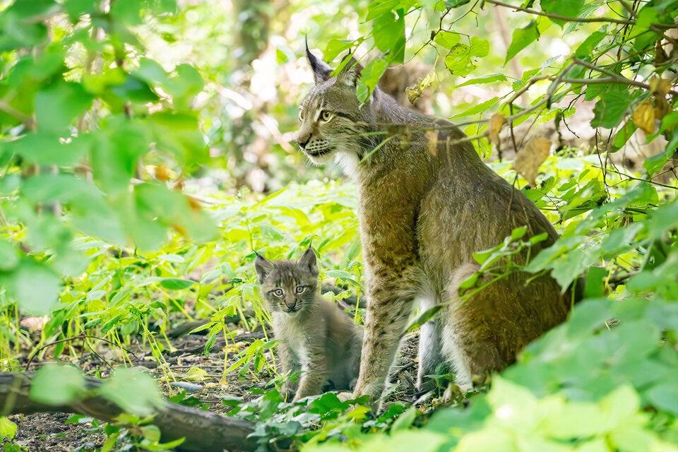 Luchs