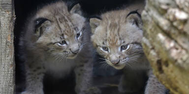 Luchs-Zwillinge Sch&ouml;nbrunn