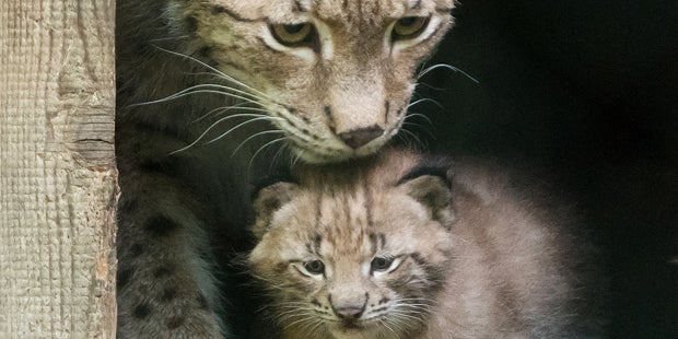 Luchs-Zwillinge Schönbrunn