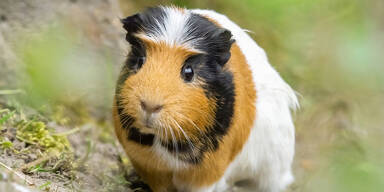 Zoo Sch&ouml;nbrunn: Meerschweinchen sind zur&uuml;ck im Heimtierpark