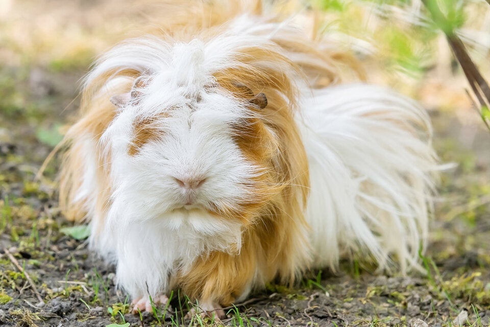 Zoo Schönbrunn: Meerschweinchen sind zurück im Heimtierpark