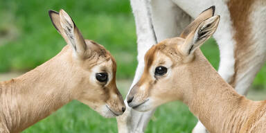 Seltene Gazellen im Tiergarten Sch&ouml;nbrunn nachgez&uuml;chtet