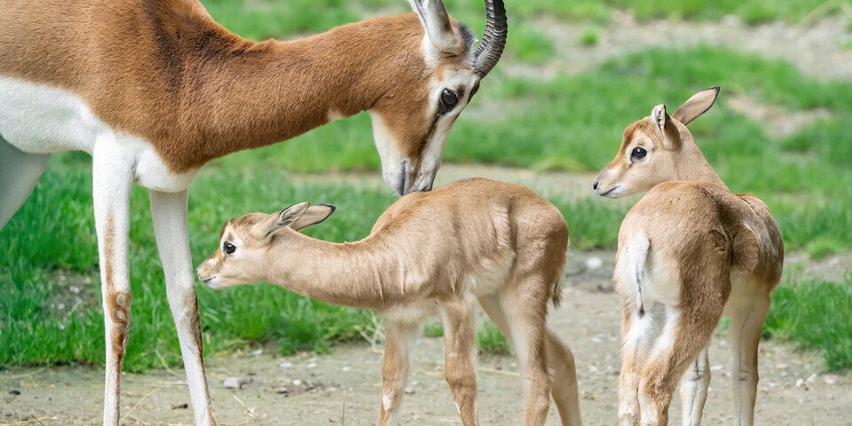 Seltene Gazellen im Tiergarten Schönbrunn nachgezüchtet