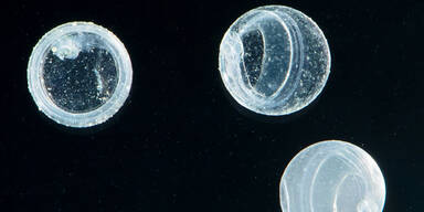 Erster Zoo weltweit mit Muränen-Zuchterfolg