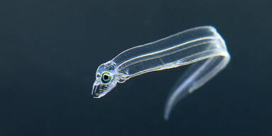 Erster Zoo weltweit mit Muränen-Zuchterfolg