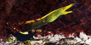 Erster Zoo weltweit mit Muränen-Zuchterfolg