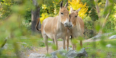 Extrem seltene Wildesel erstmals im Tiergarten Schönbrunn