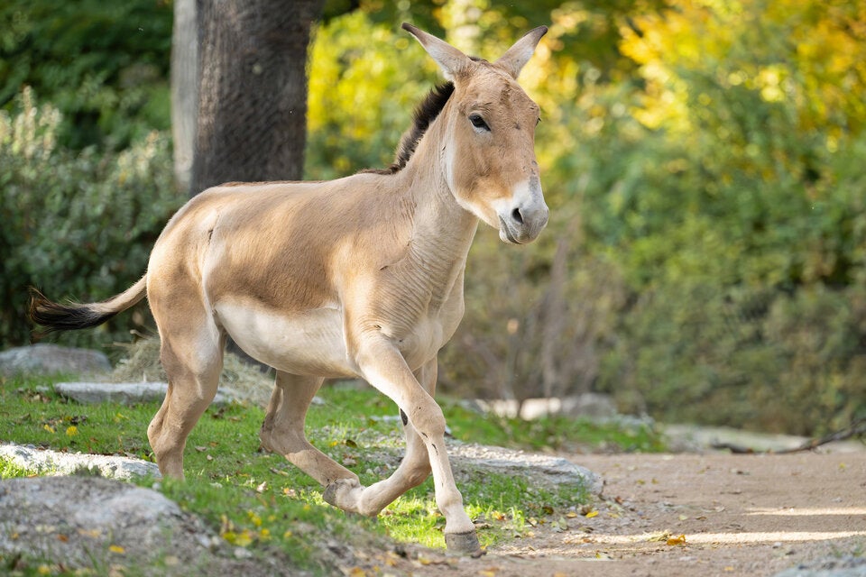 Schnell, genügsam und extrem selten: Neue Wildesel erstmals im Tiergarten Schönbrunn.