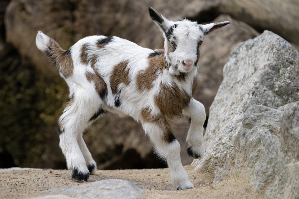 Ostern im Tiergarten Schönbrunn