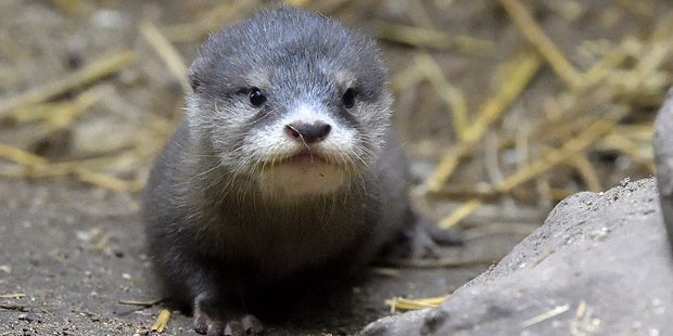 Otetr Drillinge Schönbrunn