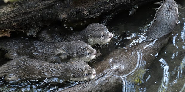 Otetr Drillinge Schönbrunn