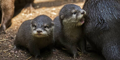 Otter Drillinge Sch&ouml;nbrunn