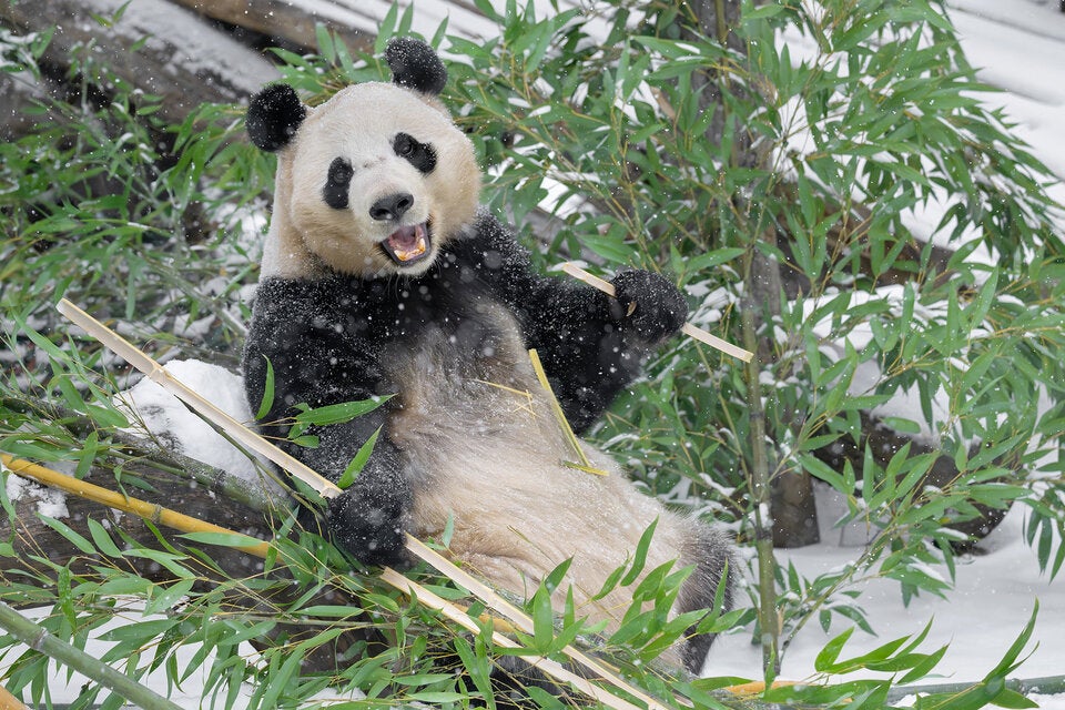 Schönbrunner Pandas toben im Schnee