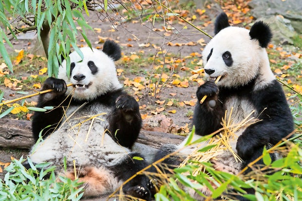 Panda-Mama: Abschied von den Zwillingen