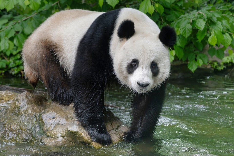 Liebes-News aus Schönbrunn: Pandas kommen sich nah