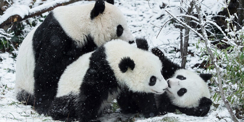 Pandas Wien Schnee Zoo