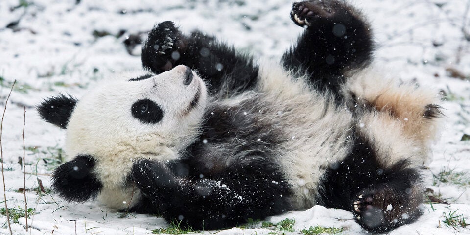 Pandas Wien Schnee Zoo