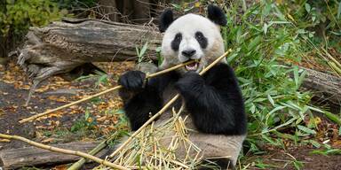 Sch&ouml;nbrunn-Neuheit: Pandas hautnah erleben