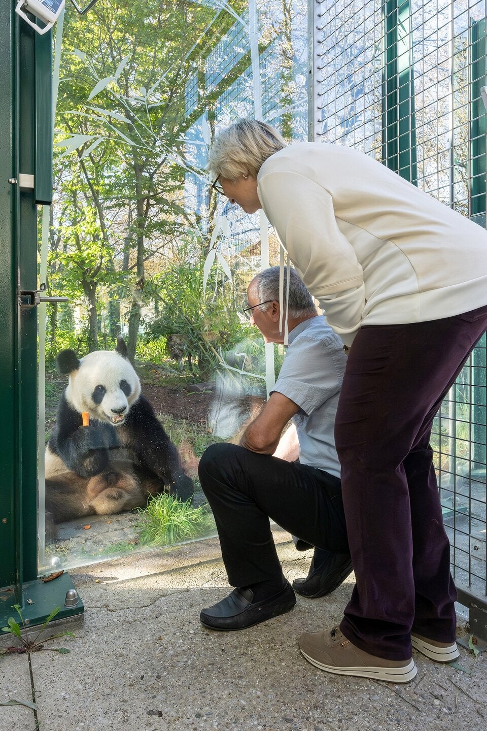 Schönbrunn-Neuheit: Pandas hautnah erleben