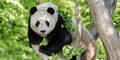 Liebes-News aus Schönbrunn: Pandas kommen sich nah