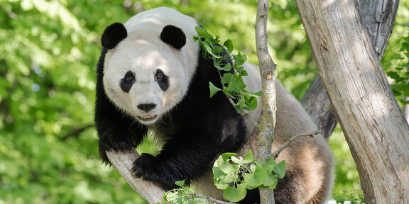 Liebes-News aus Schönbrunn: Pandas kommen sich nah