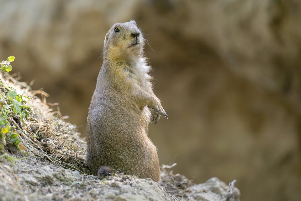 Präriehunde nach Renovierung wieder zu Hause