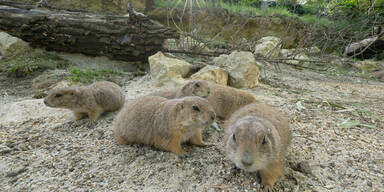 Pr&auml;riehunde nach Renovierung wieder zu Hause