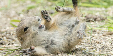Pr&auml;riehund-Babys zeigen sich erstmals in Sch&ouml;nbrunn
