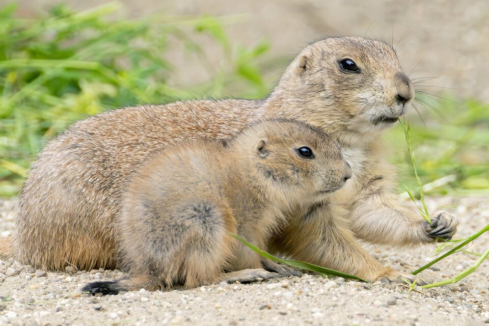 Gras knabbern, Abenteuer erleben: Präriehund-Nachwuchs zeigt sich.