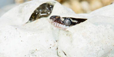 Rauschuppenpython Sch&ouml;nbrunn