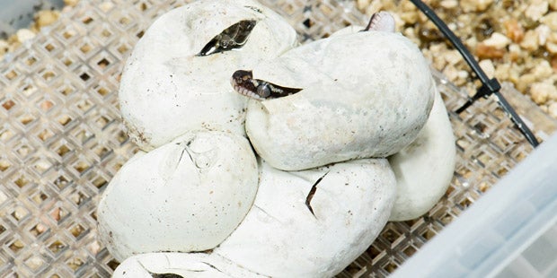 Rauschuppenpython Schönbrunn