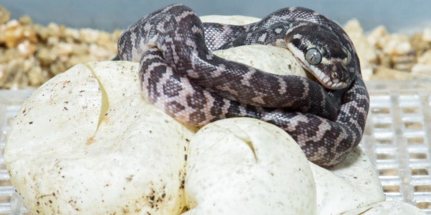 Rauschuppenpython Schönbrunn