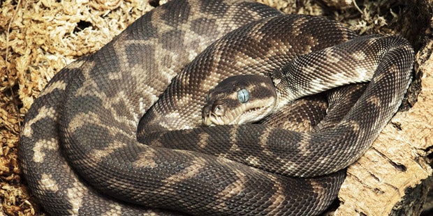 Rauschuppenpython Schönbrunn