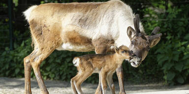 Rentier-Baby Paula begeistert Zoo in Schönbrunn