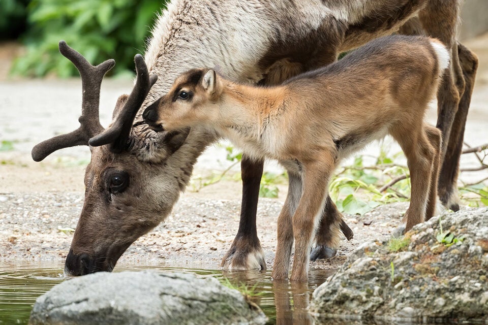 Zoo freut sich über Rentier-Babys vor Wiedereröffnung