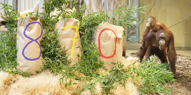 &Uuml;berraschung f&uuml;r Orang-Utans im Tiergarten Sch&ouml;nbrunn