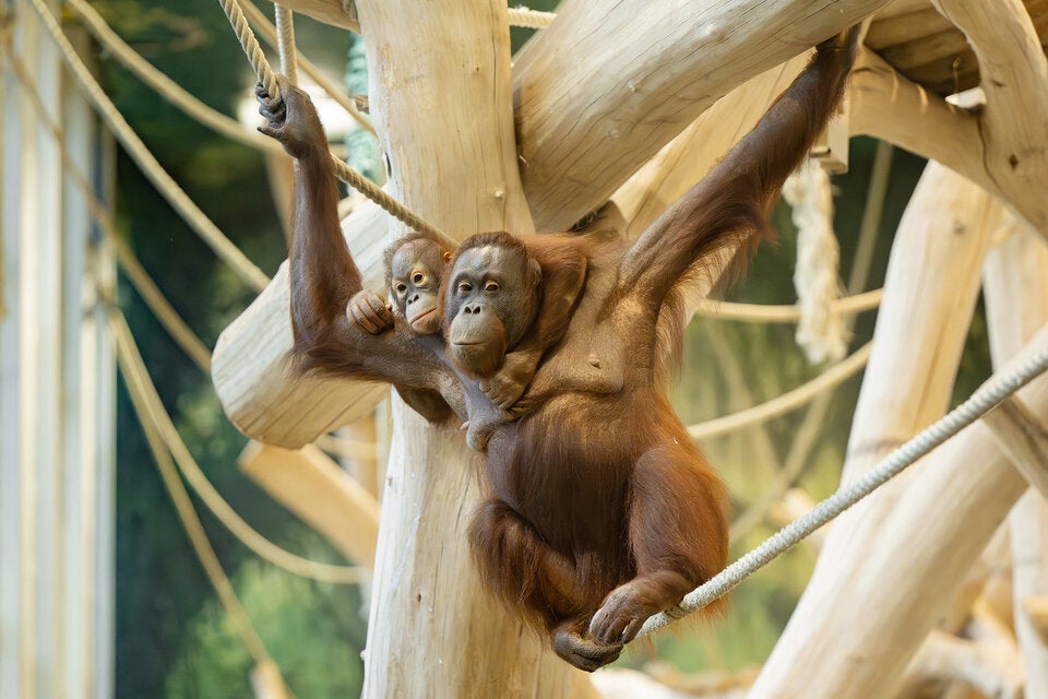 Orang-Utans im Tiergarten Schönbrunn.