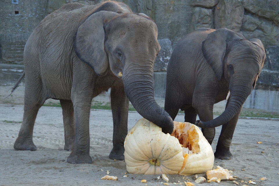 Kürbis-Festmahl für die Elefanten in Schönbrunn