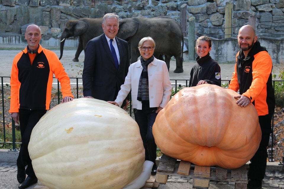Kürbis-Festmahl für die Elefanten in Schönbrunn